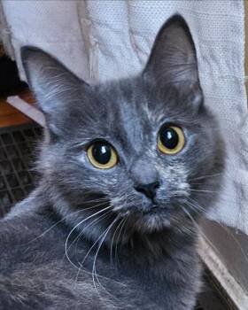 Stormie -  Dilute Tortoiseshell and Turkish Angora Cat for Adoption - Stormie | PetCurious