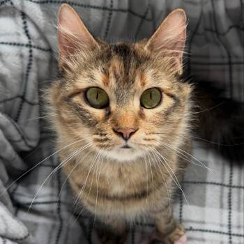 Squirrel -  Domestic Medium Hair Cat for Adoption in Austin, Texas - Squirrel | PetCurious