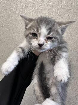 Domestic Short Hair Cats Available for Adoption in Ontario, California - POPPY - NEEDS A FOSTER | PetCurious