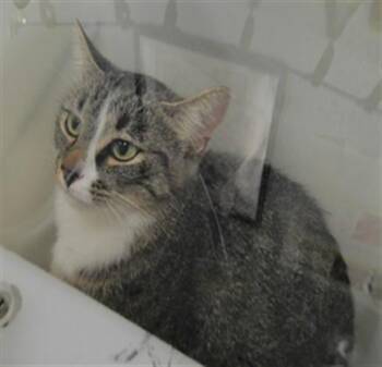 WHISKERS -  Domestic Short Hair Cat for Adoption in Albuquerque, New Mexico - WHISKERS | PetCurious