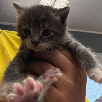 Domestic Long Hair Cats Available for Adoption in Summerlee, West Virginia - Eddie | PetCurious