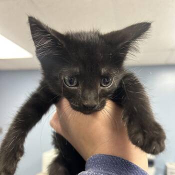 Domestic Short Hair Cats Available for Adoption in Saint Joseph, Missouri - Cupid | PetCurious