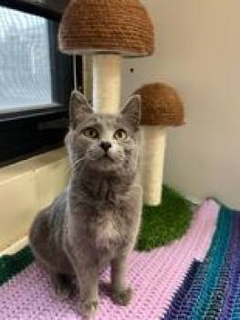 Rescue Domestic Short Hair Cats for Adoption in Hutchinson, Kansas - Leafeon | PetCurious