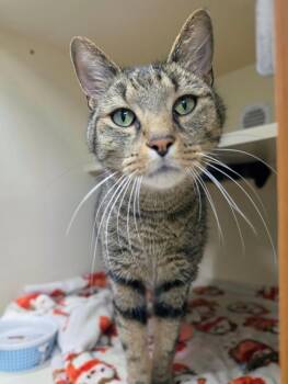 Murchik -  Domestic Short Hair Cat for Adoption in Bloomington, Indiana - Murchik | PetCurious
