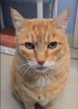 Rescue Domestic Short Hair Cats for Adoption in Long Beach, Washington - Dillon | PetCurious