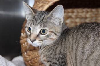 Rescue Domestic Short Hair Cats for Adoption in Hopkinsville, Kentucky - Deuce | PetCurious