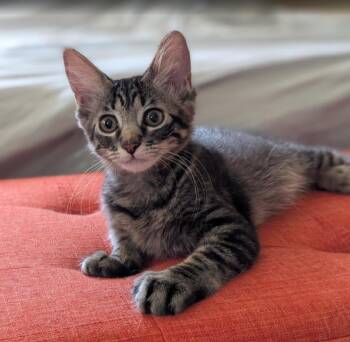 Mothra -  Domestic Short Hair Cat for Adoption in Omaha, Nebraska - Mothra | PetCurious