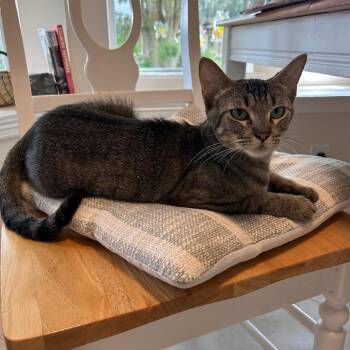 Buttercup -  Domestic Short Hair Cat for Adoption in Houston, Texas - Buttercup | PetCurious