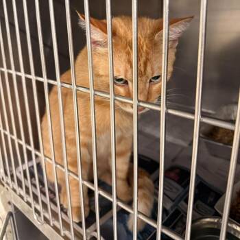 Nachos -  Domestic Short Hair Cat Available for Adoption in Huntington, West Virginia - Nachos | PetCurious