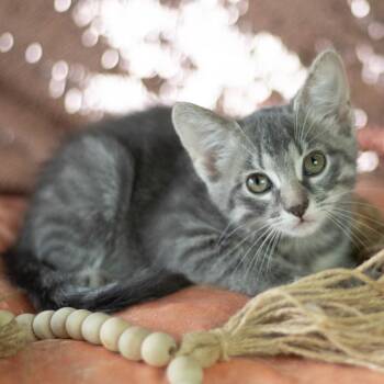 Cassidy -  Domestic Short Hair Cat for Adoption in Brownsboro, Alabama - Cassidy | PetCurious