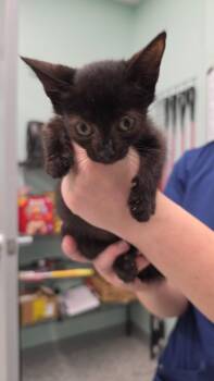 Whispurr -  Domestic Short Hair Cat for Adoption in Athens, Tennessee - Whispurr | PetCurious