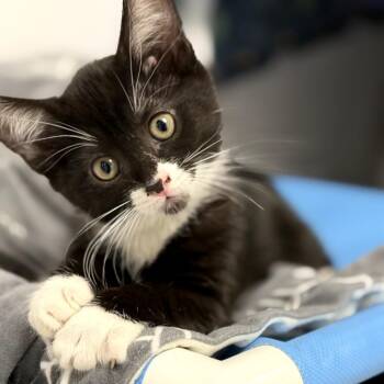 Domestic Short Hair Cats Available for Adoption - Starburst | PetCurious