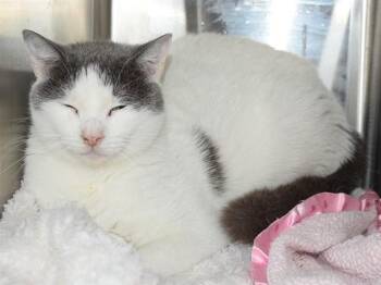 Domestic Short Hair Cats Available for Adoption in Sacramento, California - VERA (GARDEN CAT) | PetCurious