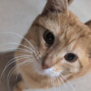 Domestic Short Hair Cats Available for Adoption in Grand Rapids, Minnesota - (Sir) Percy | PetCurious