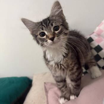 Mare Carter -  Domestic Medium Hair Cat for Adoption in Eagle Mountain, Utah - Mare Carter | PetCurious
