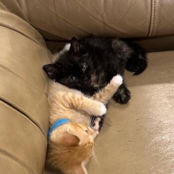 Indigo -  Domestic Short Hair Cat for Adoption in Madison, Wisconsin - Indigo | PetCurious