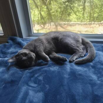 DOVE (nedd to be adopted with brother JAY)  -  Domestic Short Hair Cat Available for Adoption in East Greenwich, Rhode Island - DOVE (nedd To Be Adopted With Brother JAY)  | PetCurious