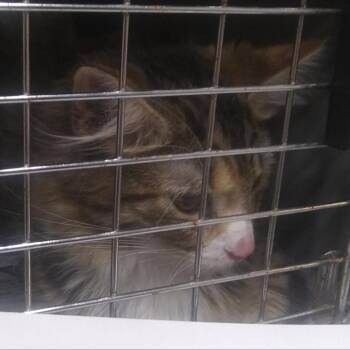 Birdie -  Domestic Long Hair Cat for Adoption in Brighton, Missouri - Birdie | PetCurious
