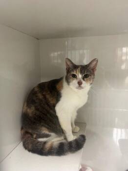 Lynelle -  Domestic Short Hair Cat for Adoption in Corpus Christi, Texas - Lynelle | PetCurious