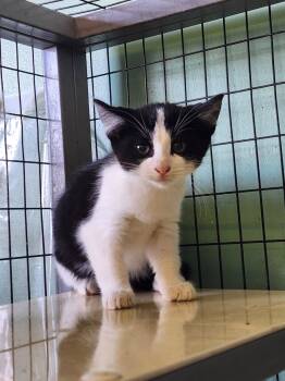 Rescue Domestic Short Hair Cats for Adoption in Crossville, Tennessee - Otys | PetCurious
