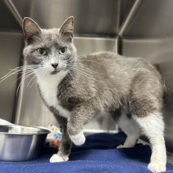 Domestic Short Hair Cats Available for Adoption in Gainesville, Florida - Lovebug | PetCurious