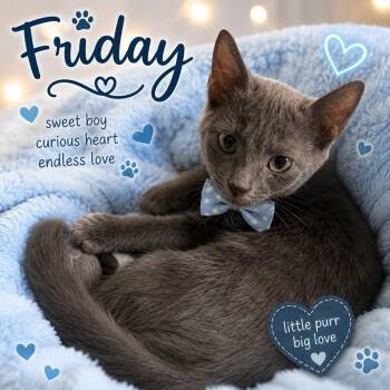 Friday -  Domestic Short Hair Cat for Adoption in Homestead, Florida - Friday | PetCurious