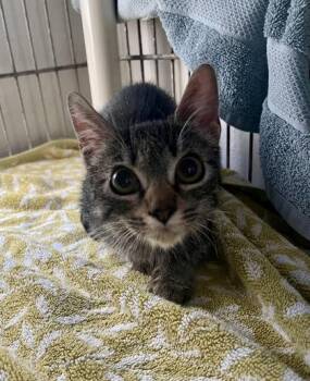Rescue Domestic Short Hair Cats for Adoption in Key West, Florida - Guppy | PetCurious
