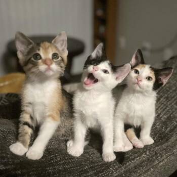 American Shorthair Cats Available for Adoption in Boerne, Texas - Here Comes The Sun | PetCurious