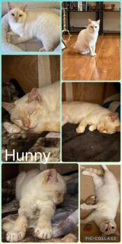 Hunny -  Domestic Short Hair Cat for Adoption in Newberg, Oregon - Hunny | PetCurious