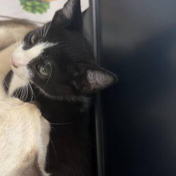 Robin -  Domestic Short Hair Cat for Adoption in Montgomery, Alabama - Robin | PetCurious