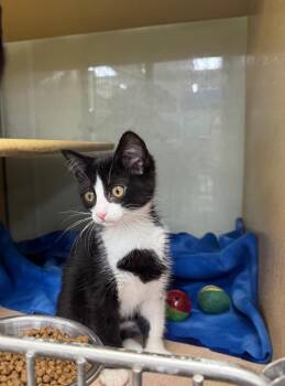 Zoomi -  Domestic Short Hair Cat Available for Adoption in Fort Lupton, Colorado - Zoomi | PetCurious