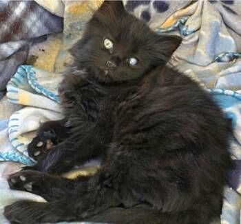 Atlas -  Domestic Long Hair Cat for Adoption in Beckley, West Virginia - Atlas | PetCurious