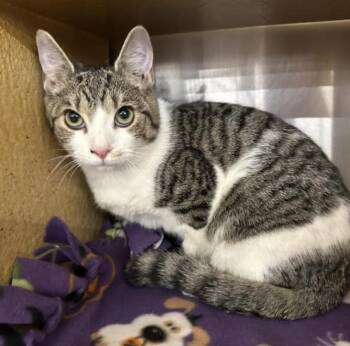 Laura -  Domestic Short Hair Cat for Adoption in Cincinnati, Ohio - Laura | PetCurious