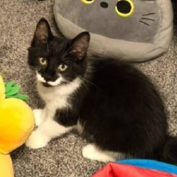Fera -  Tuxedo and Domestic Medium Hair Cat for Adoption in Lombard, Illinois - Fera | PetCurious