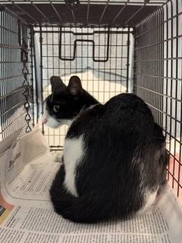 A2478660 -  Domestic Short Hair Cat for Adoption in Fort Lauderdale, Florida - A2478660 | PetCurious