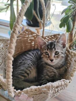 Tom Nook -  Domestic Short Hair Cat for Adoption in Oak Park, Michigan - Tom Nook | PetCurious