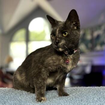 Rescue Domestic Short Hair Cats for Adoption in Fort Worth, Texas - Harriet | PetCurious