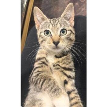 Tostitos May, needs young cat buddy -  Domestic Short Hair Cat for Adoption in Hudson, Massachusetts - Tostitos May, Needs Young Cat Buddy | PetCurious