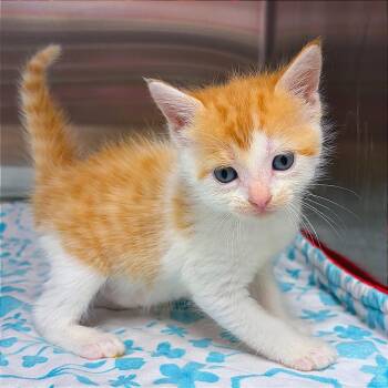 Coconana -  Domestic Medium Hair Cat for Adoption in Hannibal, Missouri - Coconana | PetCurious