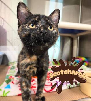 Scotcharoo -  Domestic Short Hair Cat for Adoption in Nevada, Iowa - Scotcharoo | PetCurious