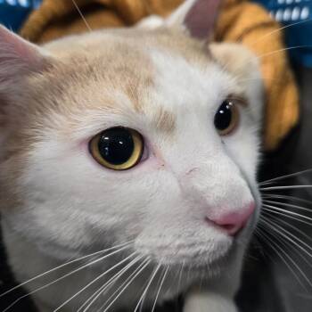George -  Domestic Short Hair Cat for Adoption in Newark, New Jersey - George | PetCurious