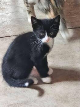 Hopscotch -  Domestic Short Hair Cat for Adoption in Candler, North Carolina - Hopscotch | PetCurious