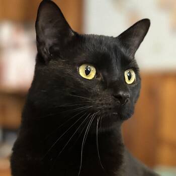 Rescue Domestic Short Hair Cats for Adoption in Clinton, North Carolina - Toasty | PetCurious