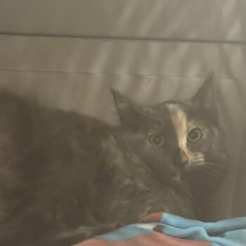 Rescue Domestic Long Hair Cats for Adoption in Richmond, California - CHIFFON | PetCurious