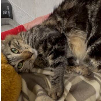 Rescue Maine Coon and Domestic Medium Hair Cats for Adoption in North Kingstown, Rhode Island - Tony | PetCurious