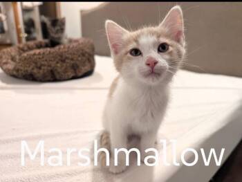 Domestic Short Hair Cats Available for Adoption in Battle Creek, Michigan - Marshmallow  | PetCurious