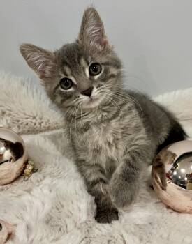 Rescue Domestic Short Hair Cats for Adoption in Chicago, Illinois - Grace | PetCurious