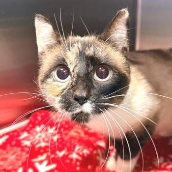 Siamese Cats Available for Adoption - Lilith | PetCurious
