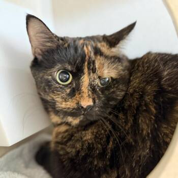 Big Deborah -  Domestic Short Hair Cat for Adoption in Gloucester, Virginia - Big Deborah | PetCurious