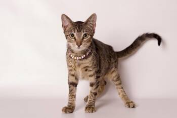 Rescue Domestic Short Hair Cats for Adoption in Riverside, California - Frodo | PetCurious